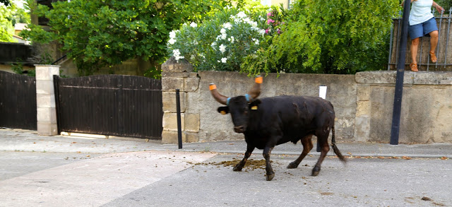 bull looking at me,  at the bull running south of France, languedoc