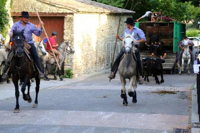 Bull being let out, horsemen at the bull running south of France, languedoc