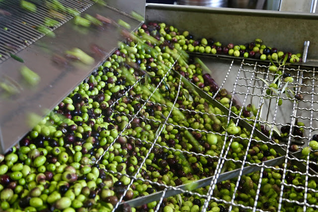 The olives are lifted onto a machine which washes them and further separates out any leaves. OLIVE OIL SICILY
