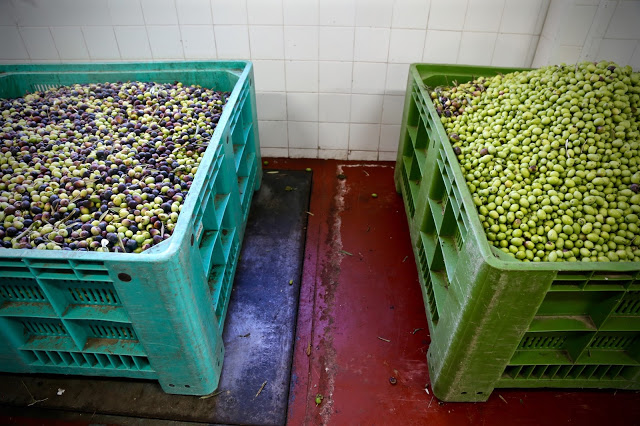  The olives are weighed. An average crate is around 200 kilo OLIVE OIL SICILY