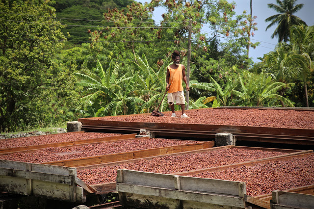 Fermenting cocao beans, grenada