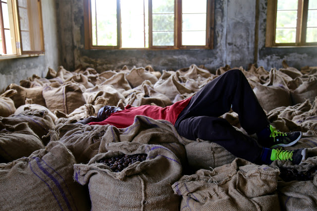 worker resting on sacks of nutmeg at the nutmeg factory, grenada