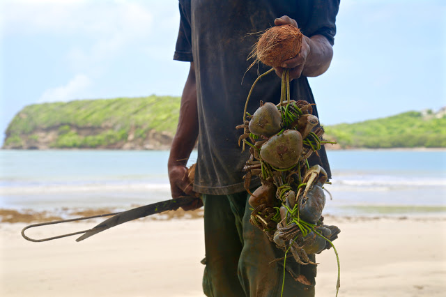 crab catching, Grenada