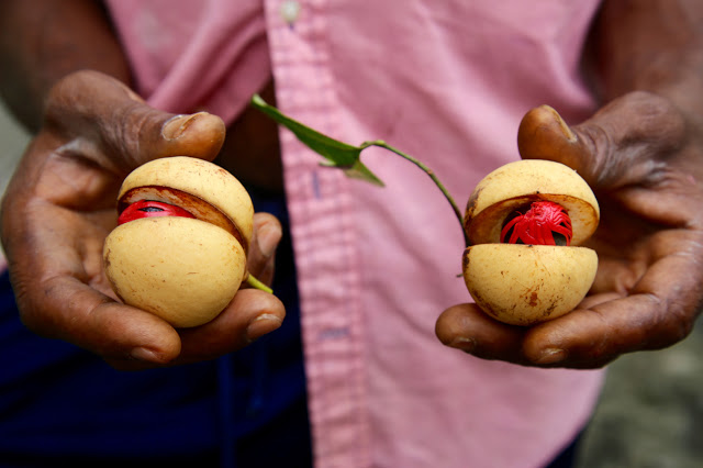 Fresh nutmegs with bright scarlet mace, grenada