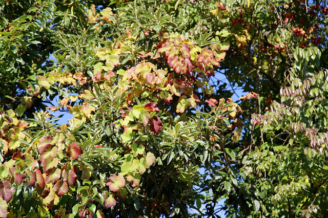 vine climbing a tree, vinho verde , portugal
