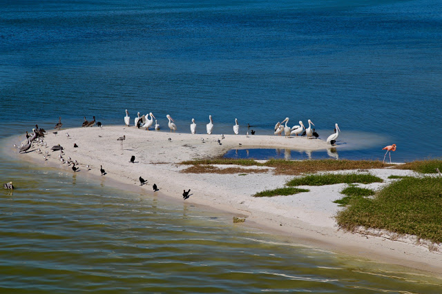 isla de pájaros,  holbox,yucatan, mexico