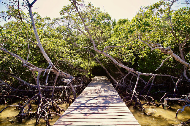mangroves, holbox, mexico