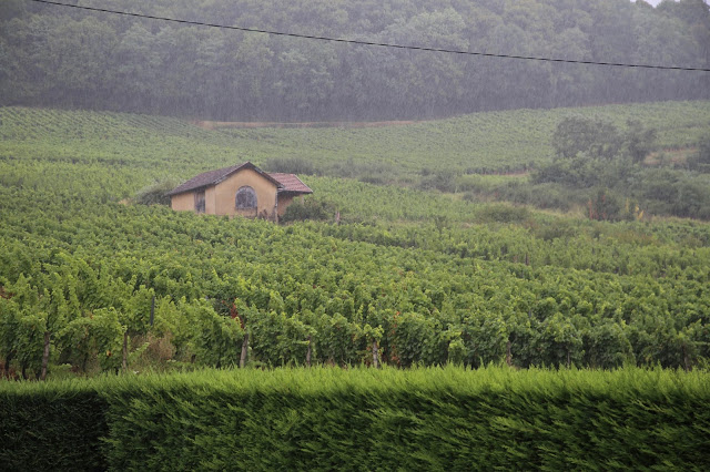 Franche-Comté countryside, very green, Vin de Jura vineyards.