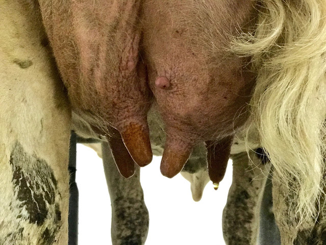 a dripping Montbeliard cow's udder, Comté, Franche-Comté