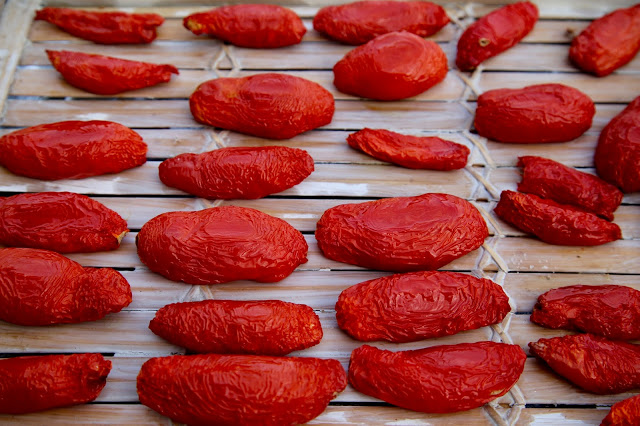 sun dried tomatoes in the south of FRance