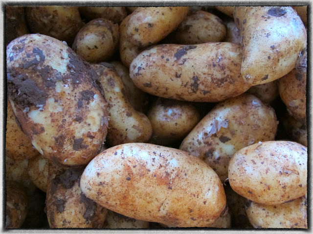 Cypriot red potatoes, pic: Kerstin Rodgers/msmarmitelover
