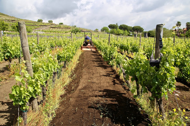 mount Etna wines, Benante winery, Sicily,