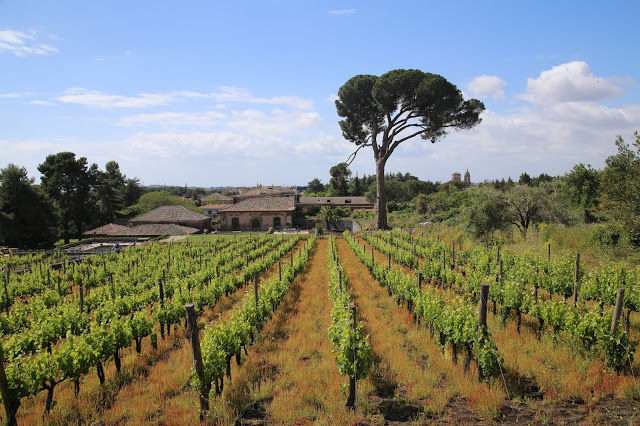  Etna wines, Benante winery, Sicily,