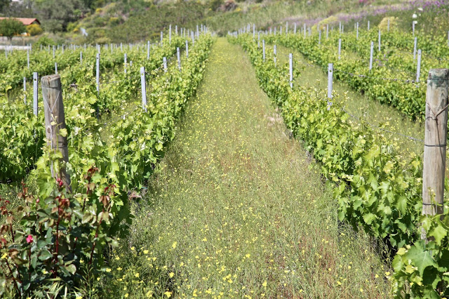wild flowers in a vineyard, mount Etna wines, Nicosia winery, Sicily,