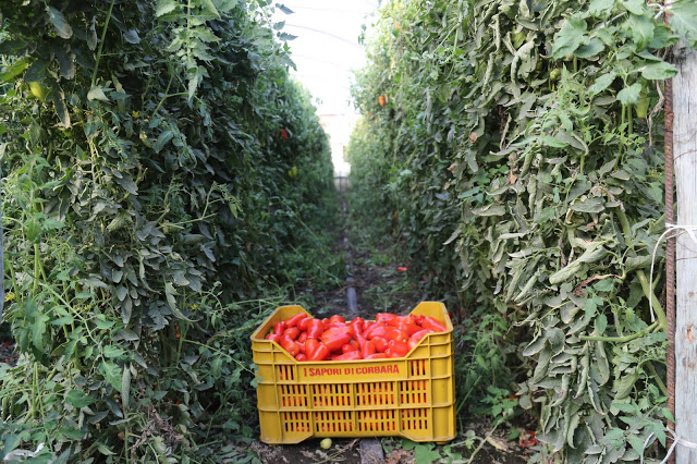Tomatoes from Corbara Pic: Kerstin Rodgers/msmarmitelover.com