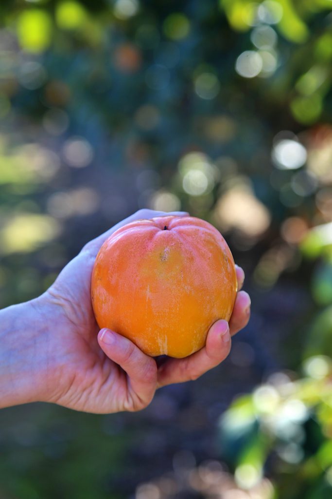 persimon fruit, valencia, Spain pic: Kerstin rodgers/msmarmitelover.com