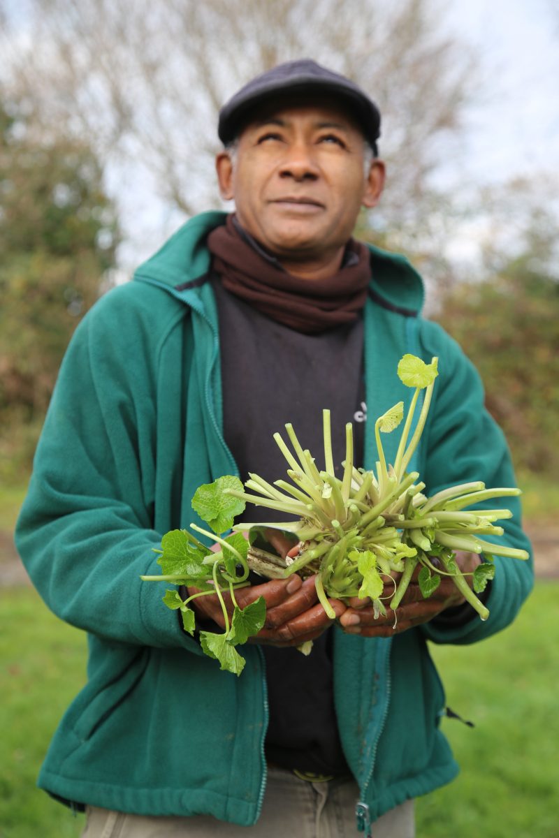 Wasabi farm, Winchester MsMarmiteLover