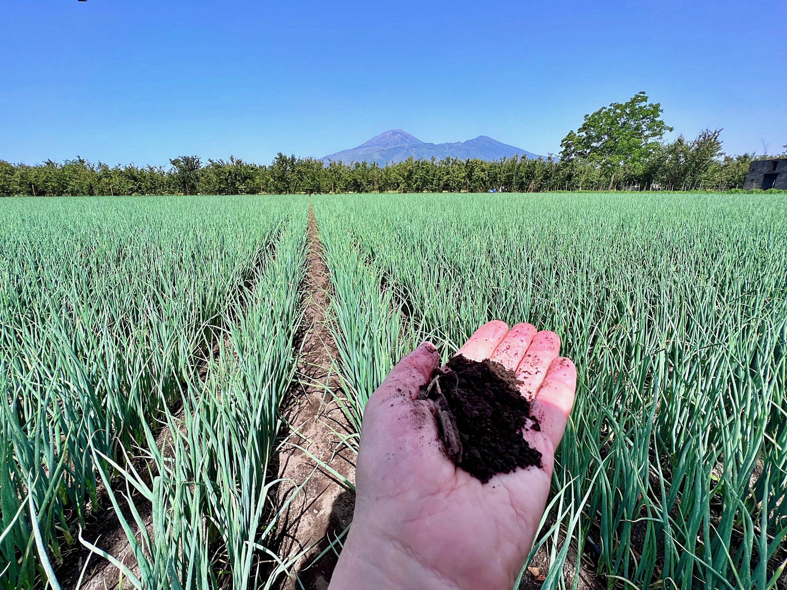 Spring onions growing, Vesuvius in the background, dark soil Pic:Kerstin Rodgers
