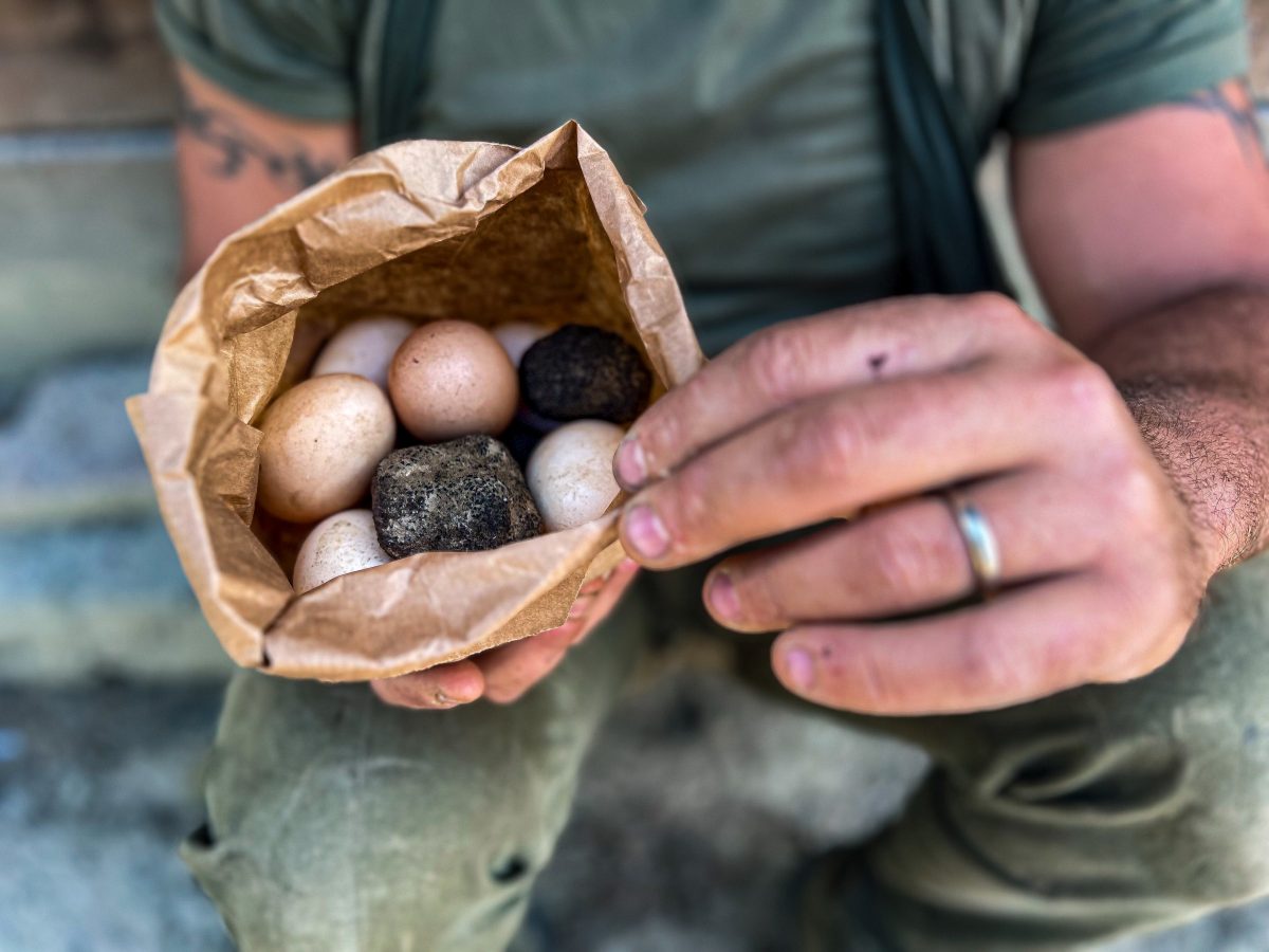 Truffle Hunting In Tuscany With Recipes